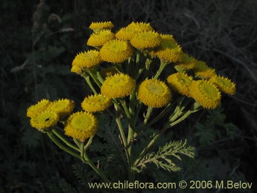 Image of Senecio sp. #1487 (). Click to enlarge parts of image.